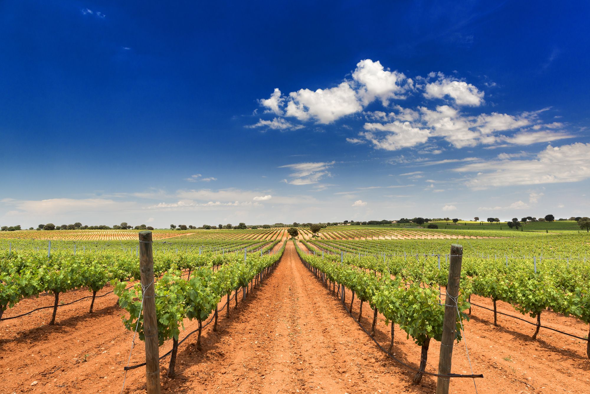 bodegas fontana, vineyards, castilla-la mancha, wine and cheese