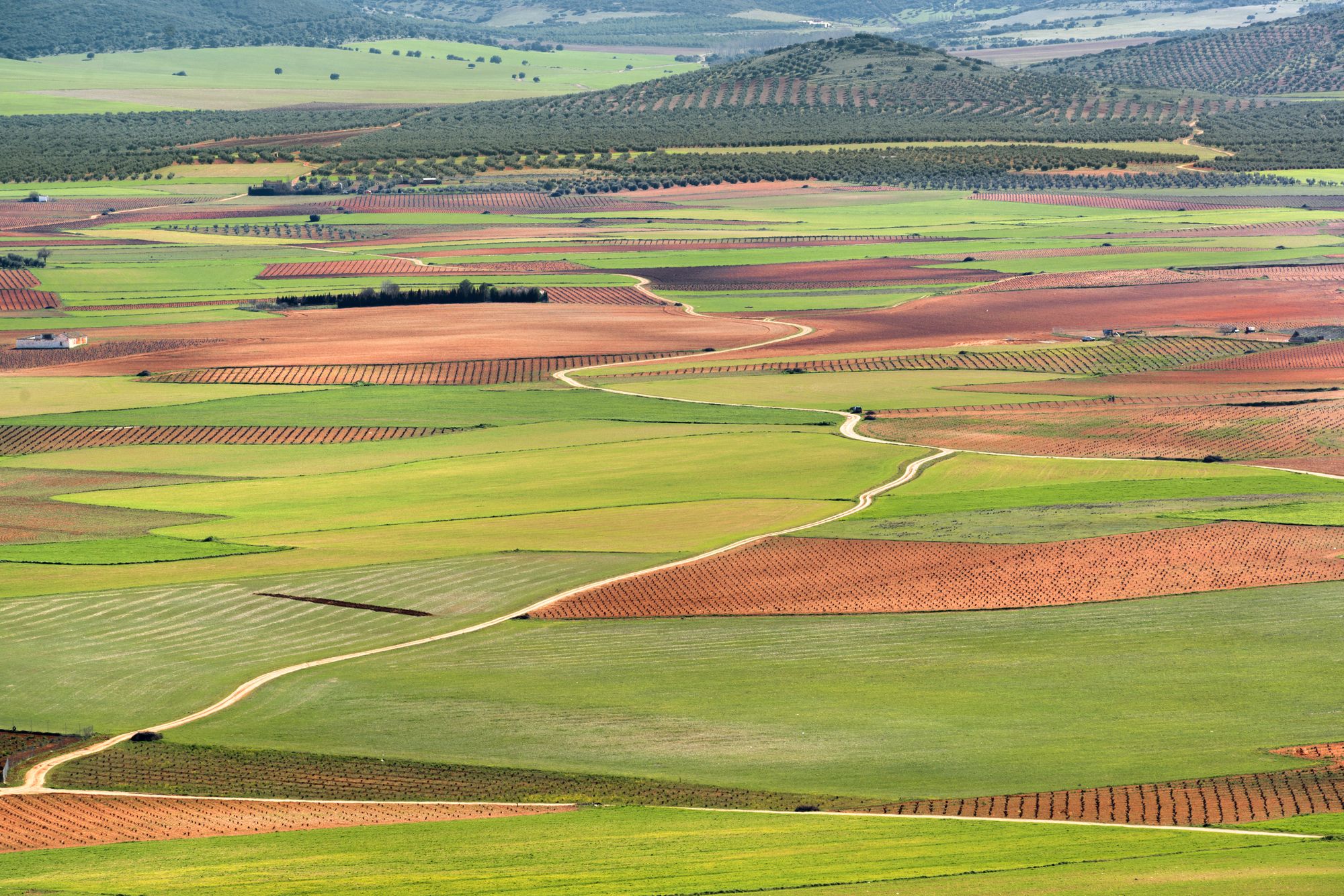 fields of La Mancha, Consuegra, Toledo, Castilla La Mancha, Spain